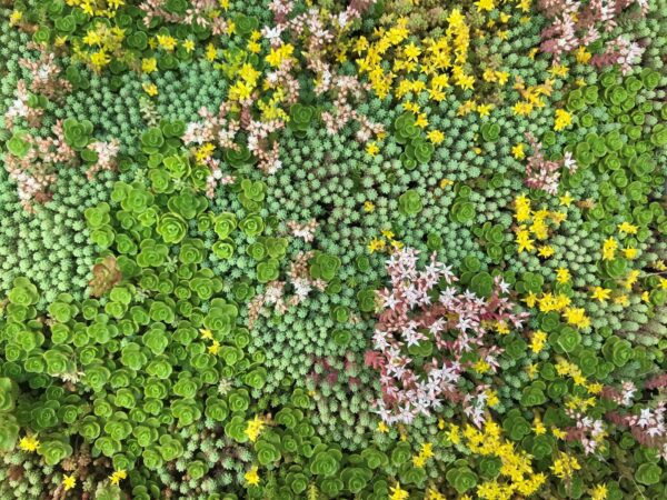 Groen Dak