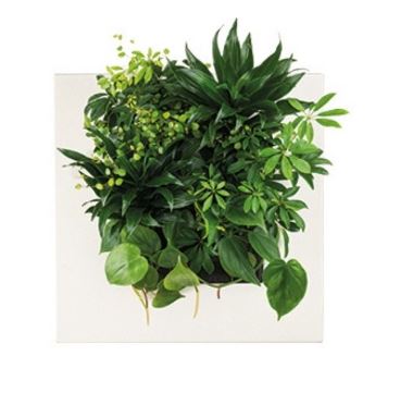 Lifepicture Bamboo Natural Mobilane