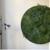 Moscirkel Dutch Design 80 Cm Levend Mos Aan De Muur